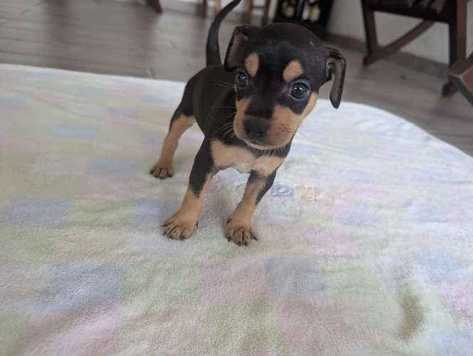 Lindos Chihuahuas 