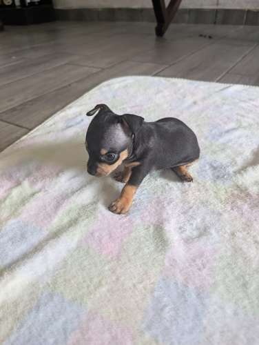 Lindos Chihuahuas 