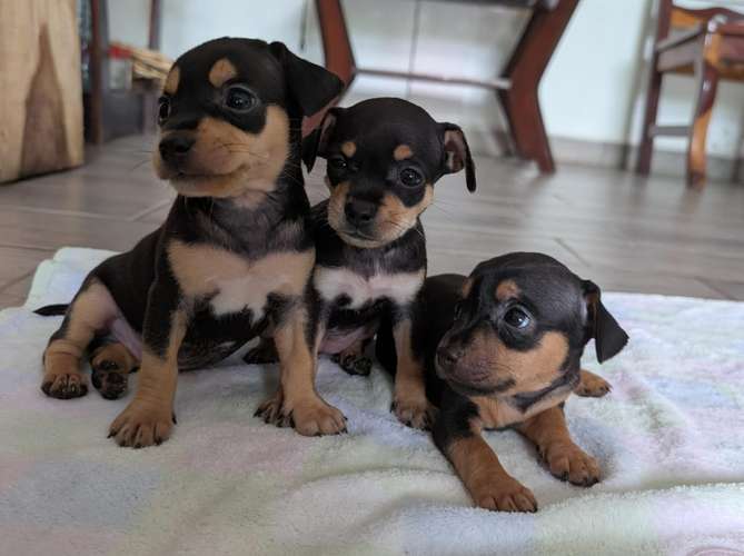 Cute Chihuahuas