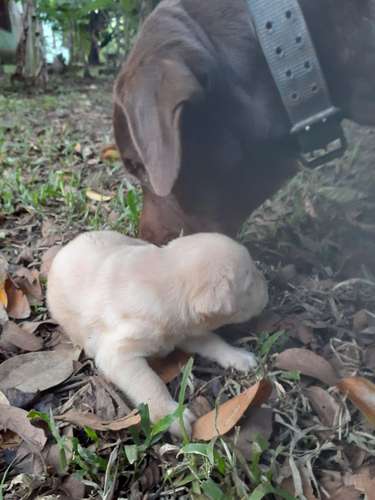 Labradores  Retriever 