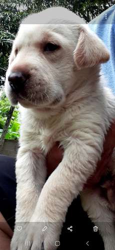 Labradores  Retriever 