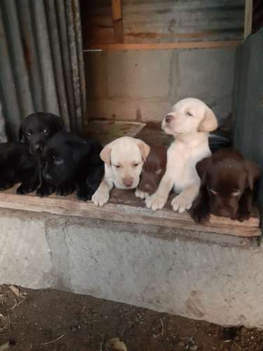 Retriever Labrators