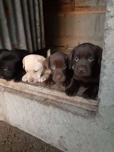 Labradores  Retriever 