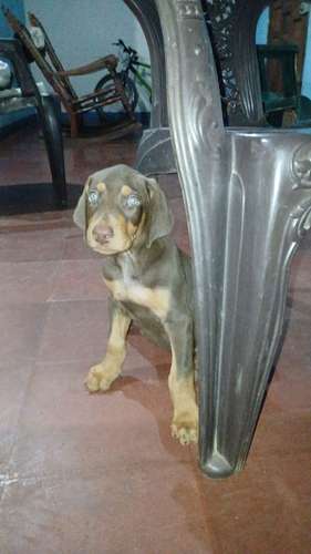 Doberman Americano 