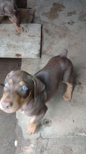 Doberman Americano 
