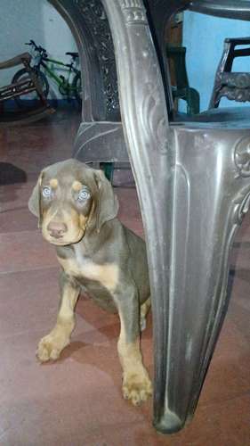 Doberman Americano 