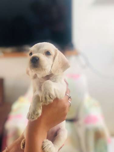 Cachorros Cock