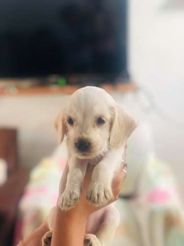 Cachorros Cock