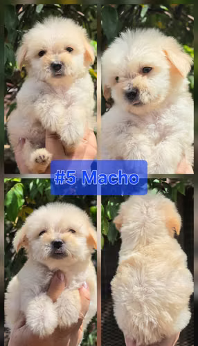 Vendo bichon maltes machos - Imagen 2