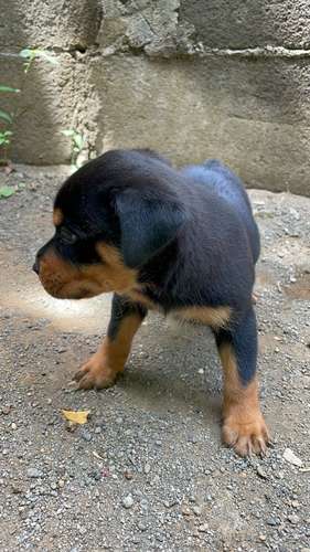 Cachorros  - Imagen 4