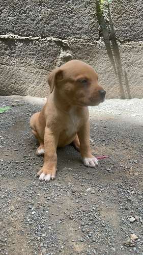 Cachorros  - Imagen 5