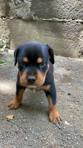Cachorros  - Imagen 2