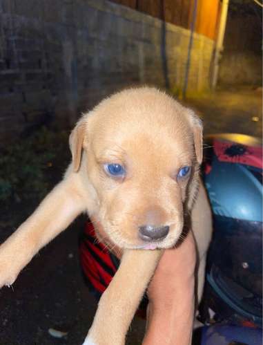 Cachorros  - Imagen 3