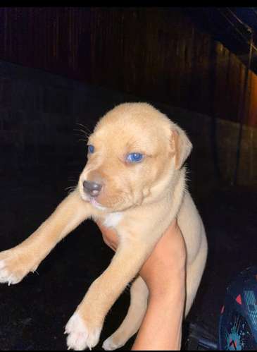 Cachorros  - Imagen 9