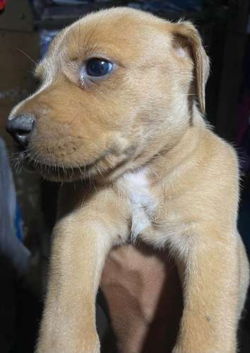 Cachorros  - Imagen 7