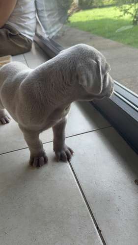 Weimaraner puro raza alemana 