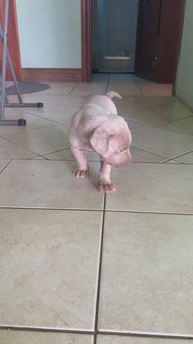 Weimaraner puro raza alemana 