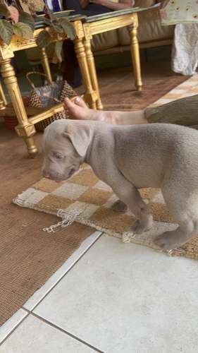 Weimaraner puro raza alemana 
