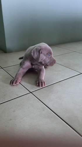 Weimaraner puro raza alemana 
