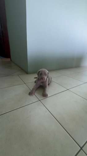 Weimaraner puro raza alemana 