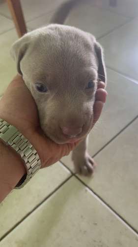 Weimaraner puro raza alemana 