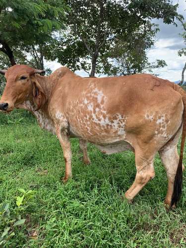 Vendo ganado Gyr