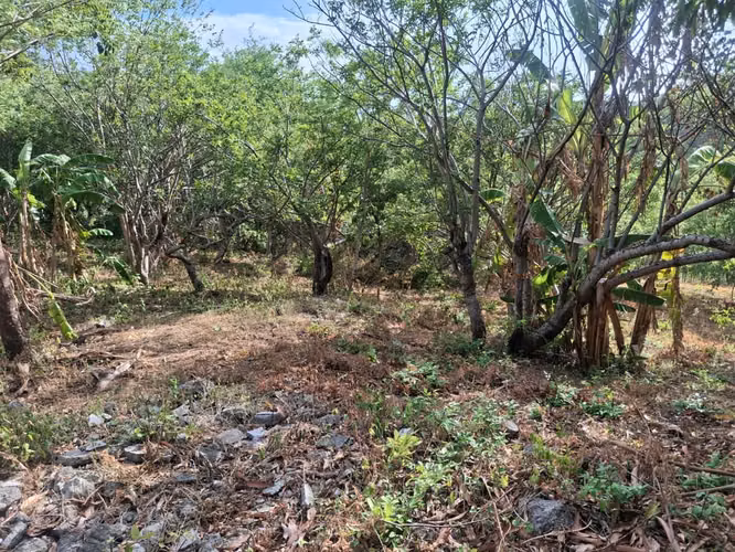 Propiedad de 1 hectárea en Managua con casa, frutales y potencial para oficina o bodega