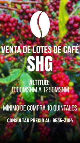 VENTA DE LOTES DE CAFÉ SHG – NICARAGUA 