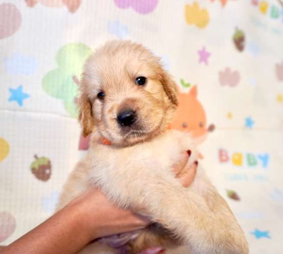 Cachorritas Golden Retriever – Hembras disponibles