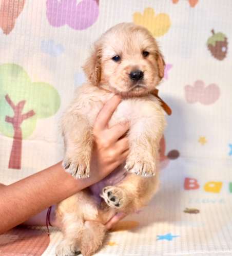 Cachorritas Golden Retriever – Hembras disponibles