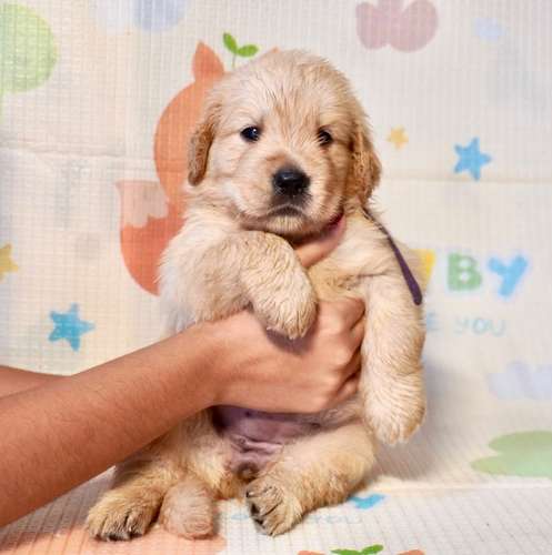 Cachorritas Golden Retriever – Hembras disponibles