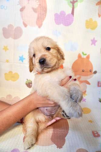4 hembras Golden Retriever buscan hogar