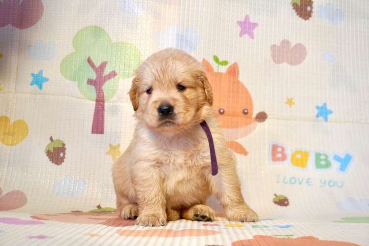 4 hembras Golden Retriever buscan hogar - Imagen 7