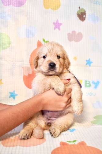 4 hembras Golden Retriever buscan hogar - Imagen 2