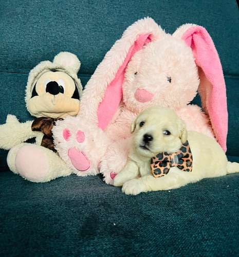 French poodle toy disponibles - Imagen 2