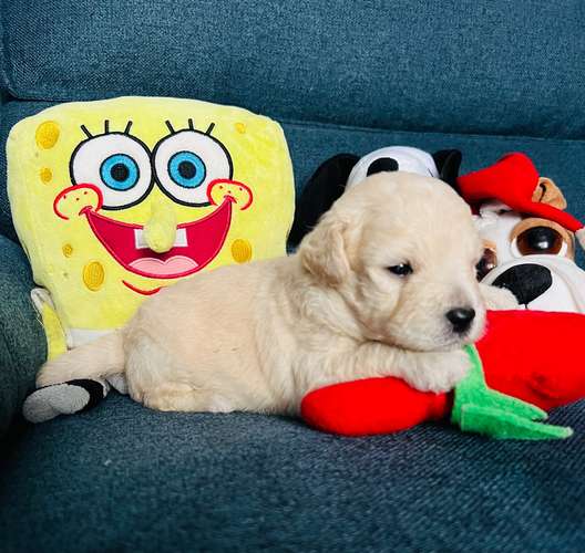 French poodle toy disponibles - Imagen 4