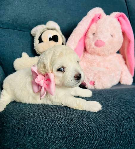 French poodle toy disponibles