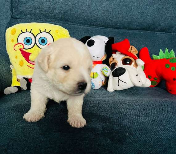 French poodle toy disponibles - Imagen 3