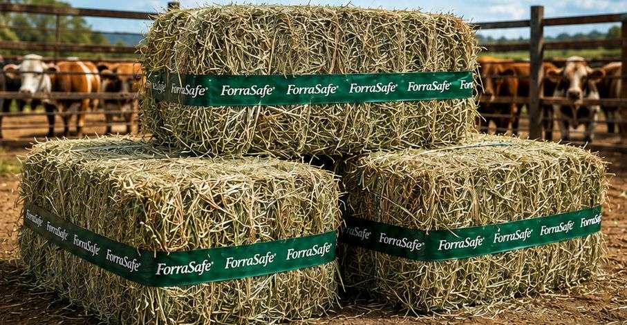 Pacas de Heno de pasto Estrella con Angleton ideal para ganado.