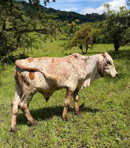 Brahamn X holstein