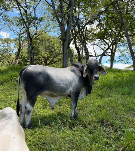 Brahman gris