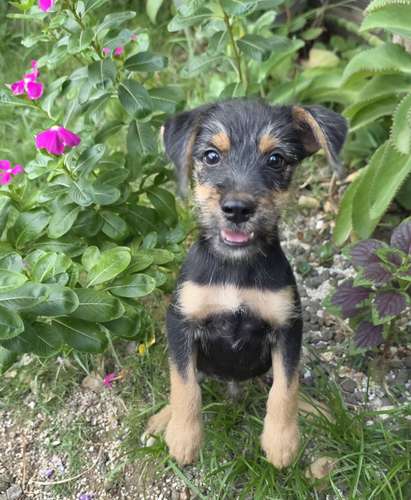 Perrito Snauzer macho - Imagen 3