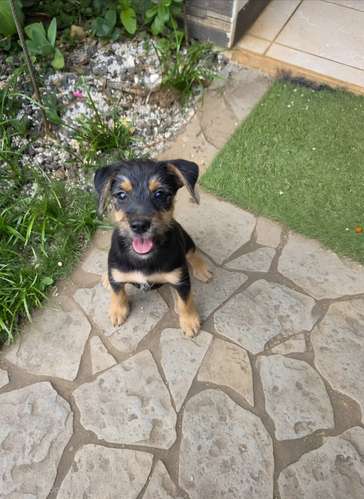 Perrito Snauzer macho