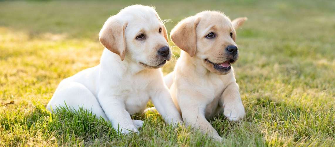 LLabradores Retriever 