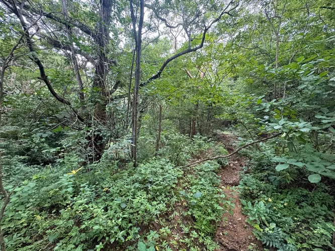 Oasis off-grid con quebrada y pozo cerca de Playa Hermosa – 4.5 manzanas - Imagen 16