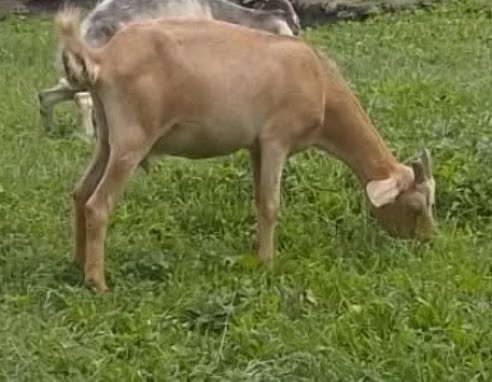 lote de cabras lecheras 