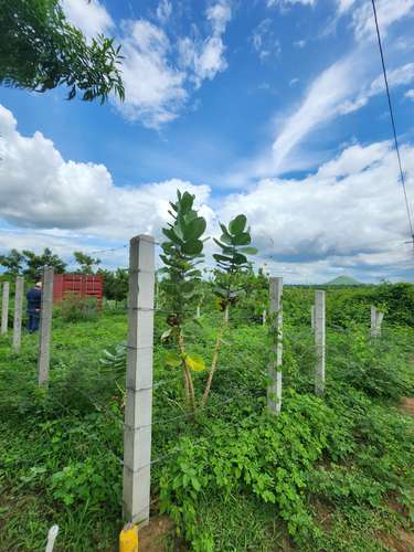 En venta terreno primera etapa residencial las Camelias km 13 carretera vieja a león 