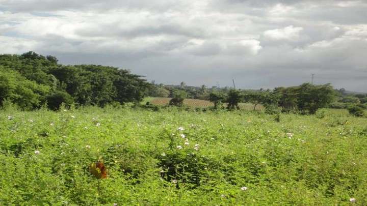 Venta de Terreno Carretera a Veracruz  - Imagen 3