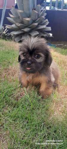 Lindo cachorritos vicho maltes  - Imagen 2