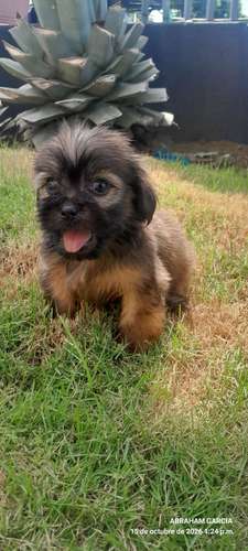 Lindo cachorritos vicho maltes  - Imagen 3